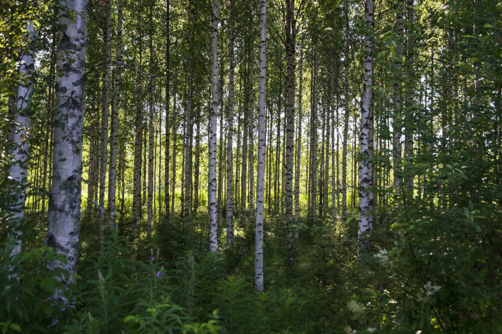 Meer bomen